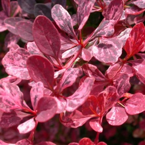 барбарис тунберга  «rose glow»