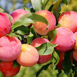 слива "скороплодная"