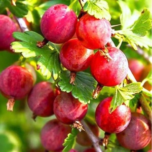 крыжовник колобок (без шипов)