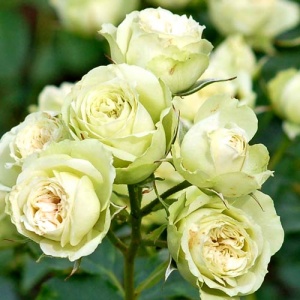 роза лавли грин (lovely green) флорибунда