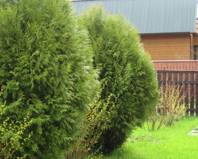туя западная вагнери / thuja occ. wagneri