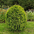 туя западная вагнери / thuja occ. wagneri