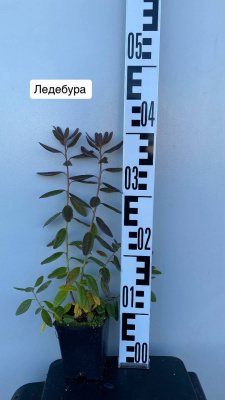 рододендрон ledebourii / ледебура