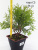 Туя западная Глобоза / Thuja occidentalis Globosa туя западная глобоза / thuja occidentalis globosa