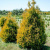 Туя западная Санкист / Thuja occ. Sunkist туя западная санкист / thuja occ. sunkist