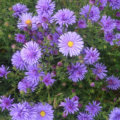 астра кустовая blue bouquet