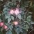 Роза сизая / Rosa glauca роза сизая / rosa glauca