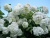 гортензия метельчатая grandiflora