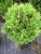 Туя западная Литтл Гиант / Thuja occ. Little Giant туя западная литтл гиант / thuja occ. little giant