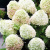 гортензия метельчатая summer snow