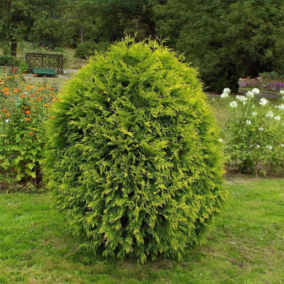 туя западная вагнери / thuja occ. wagneri