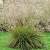 щучка дернистая / deschampsia cespitosa