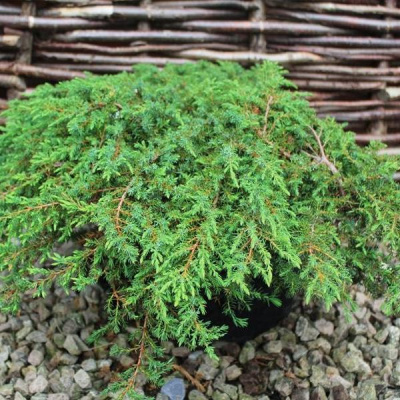 можжевельник обыкновенный грин карпет / juniperus communis green carpet 