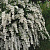спирея ниппонская june bride / spiraea nipponica june bride