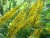 бузульник пржевальского / ligularia przewalskii 