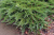 Можжевельник казацкий Tamariscifolia / Juniperus sabina Tamariscifolia можжевельник казацкий tamariscifolia / juniperus sabina tamariscifolia