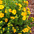 лапчатка кустарниковая bella sol