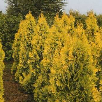 туя западная  европа голд  / thuja occidentalis europa gold