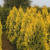 Туя западная Европа Голд / Thuja occidentalis Europa Gold туя западная европа голд / thuja occidentalis europa gold