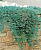 можжевельник горизонтальный glauca / juniperus horizontalis glauca