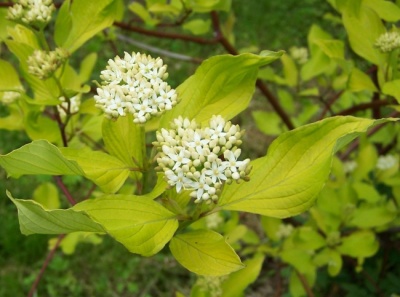 дерен белый aurea / cornus alba aurea