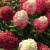 гортензия метельчатая gardenlights redlight