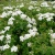 Спирея ниппонская Halward`s Silver / Spiraea nipponica Halward`s Silver спирея ниппонская halward`s silver / spiraea nipponica halward`s silver