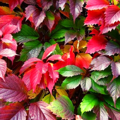виноград девичий