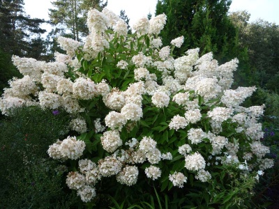 гортензия метельчатая grandiflora