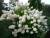 гортензия метельчатая grandiflora