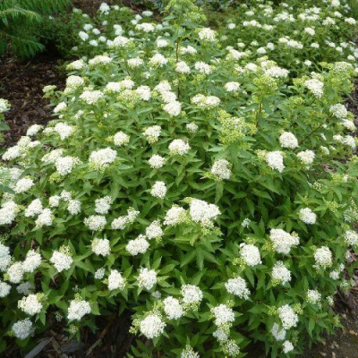 спирея японская albiflora / spiraea japonica albiflora