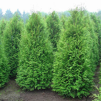 туя западная  брабант / thuja occidentalis  brabant
