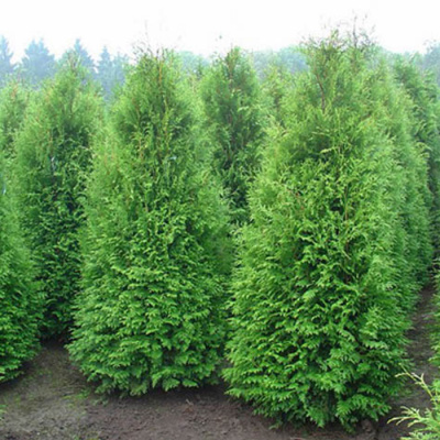 туя западная  брабант / thuja occidentalis  brabant