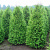 туя западная  брабант / thuja occidentalis  brabant
