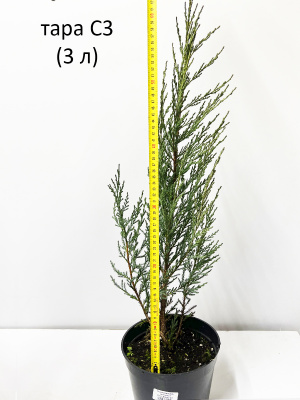 можжевельник скальный blue arrow / juniperus scopulorum blue arrow