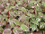 дерен белый sibirica variegata / cornus alba sibirica variegata