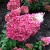 гортензия метельчатая strawberry blossom