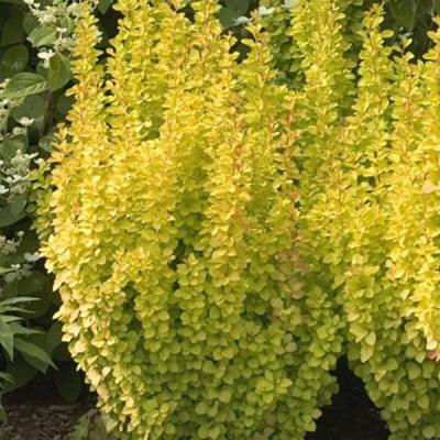 барбарис тунберга "golden rocket"