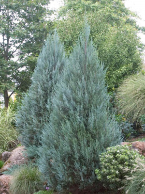 можжевельник скальный moonglow / juniperus scopulorum moonglow