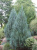 Можжевельник скальный Moonglow / Juniperus scopulorum Moonglow можжевельник скальный moonglow / juniperus scopulorum moonglow