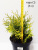 Туя западная Голден Глоб / Thuja occidentalis Golden Globe туя западная голден глоб / thuja occidentalis golden globe