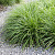 осока  / carex