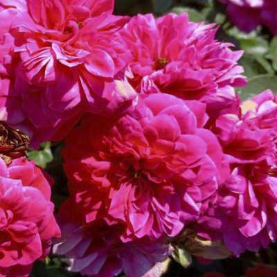 роза сангрия (sangria) флорибунда