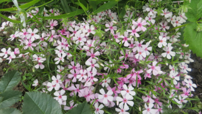 флокс шиловидный apple blossom