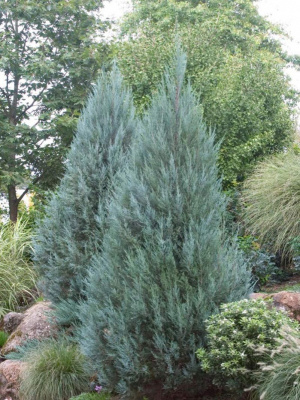 можжевельник скальный moonglow / juniperus scopulorum moonglow