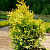 туя западная голден энн / thuja occ. golden anne
