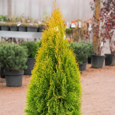 туя западная голден энн / thuja occ. golden anne