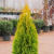Туя западная Голден Энн / Thuja occ. Golden Anne туя западная голден энн / thuja occ. golden anne