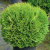 Туя западная Литтл Гиант / Thuja occ. Little Giant туя западная литтл гиант / thuja occ. little giant