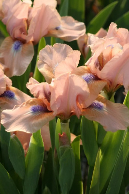 ирис бордюрный (карликовый) волтс